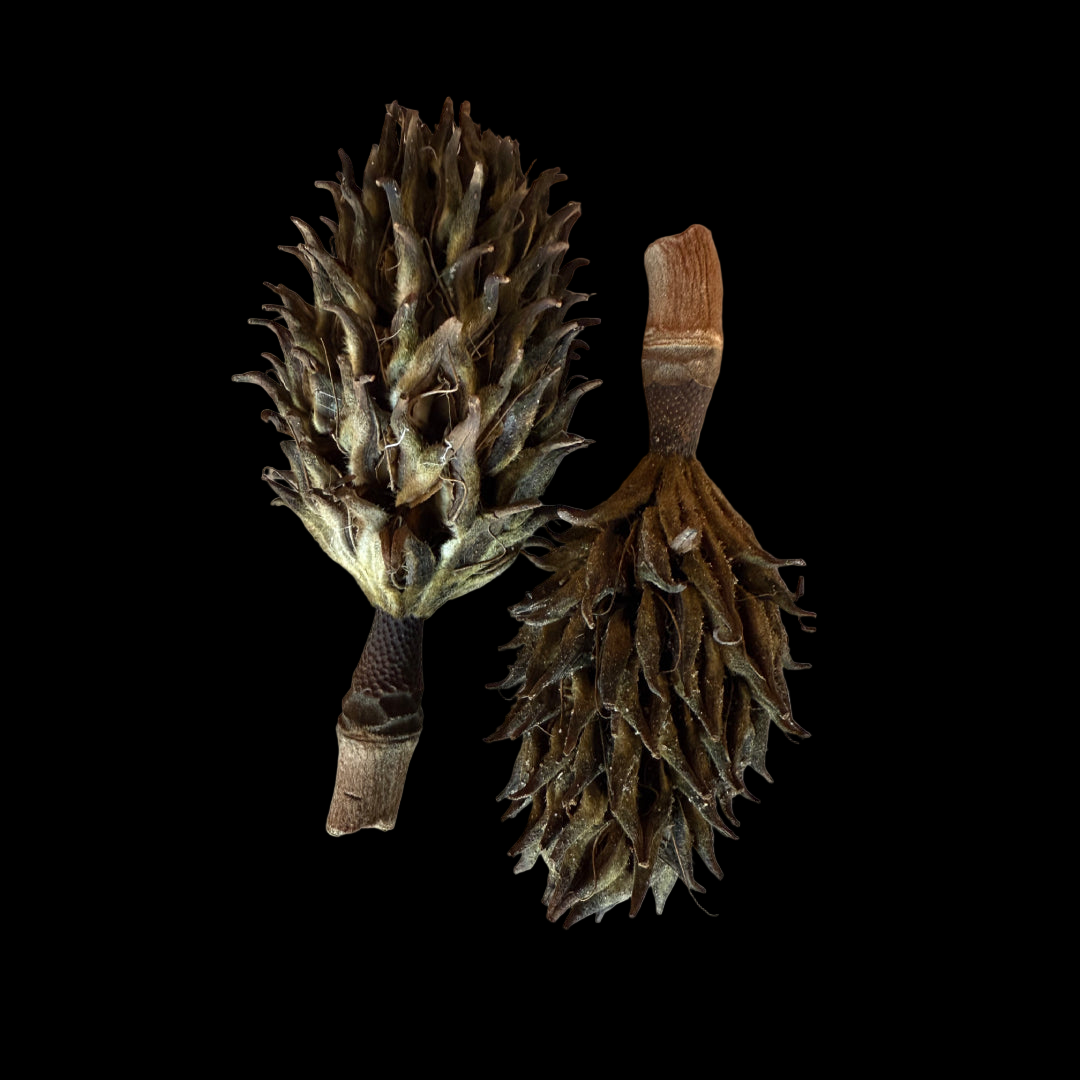 Magnolia Seed Pod