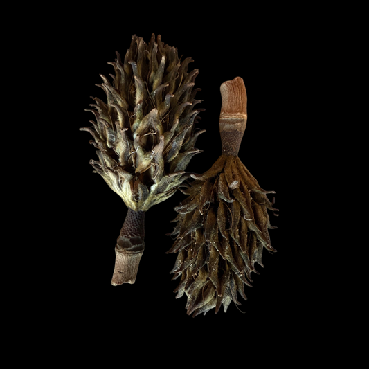 Magnolia Seed Pod