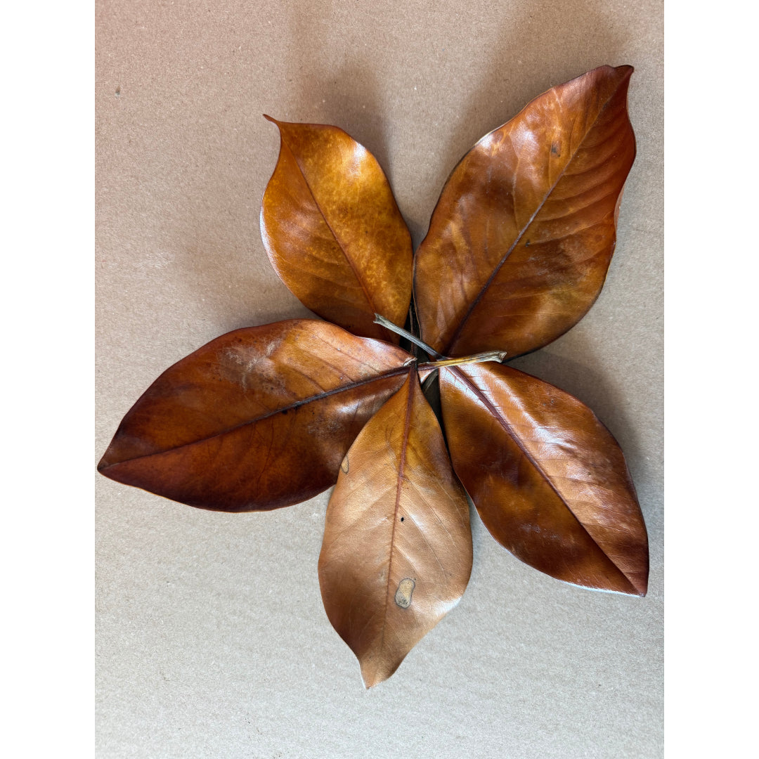 Magnolia Leaves