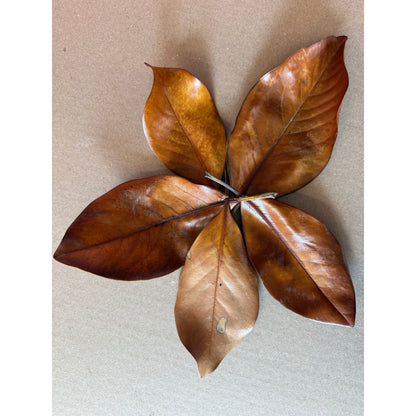 Magnolia Leaves