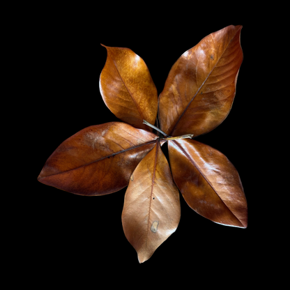 Magnolia Leaves