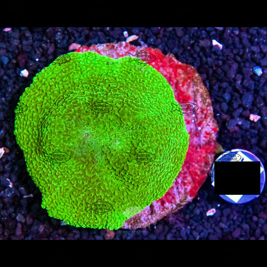 Soft Mushroom (Indo) 60