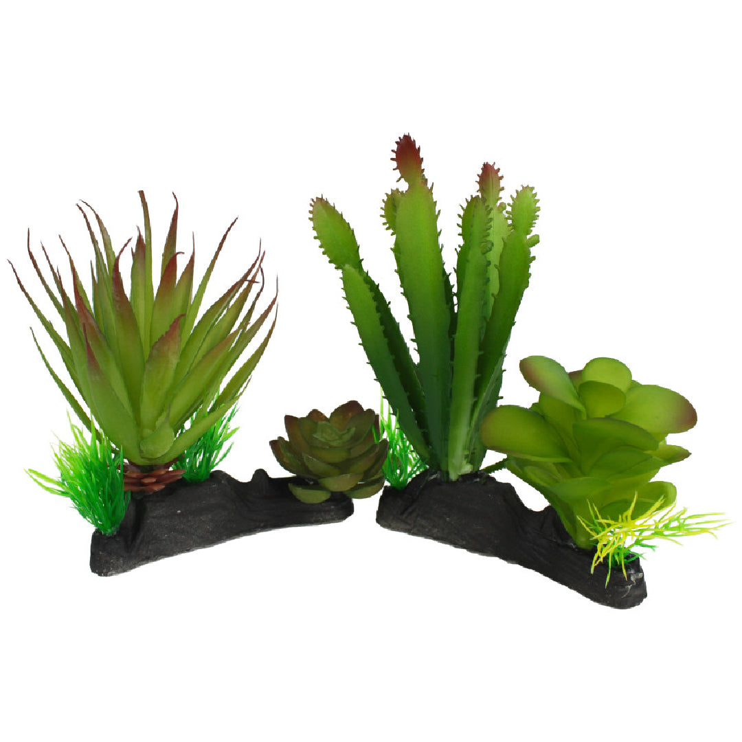 Komodo Cactus & Succulent Plant