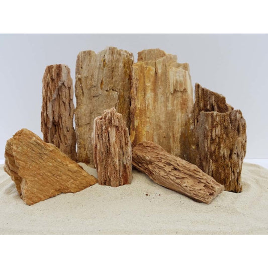 Estes Petrified Wood Stone
