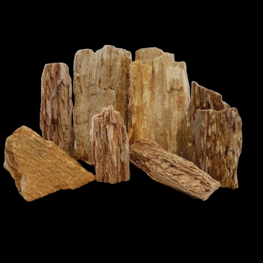 Estes Petrified Wood Stone