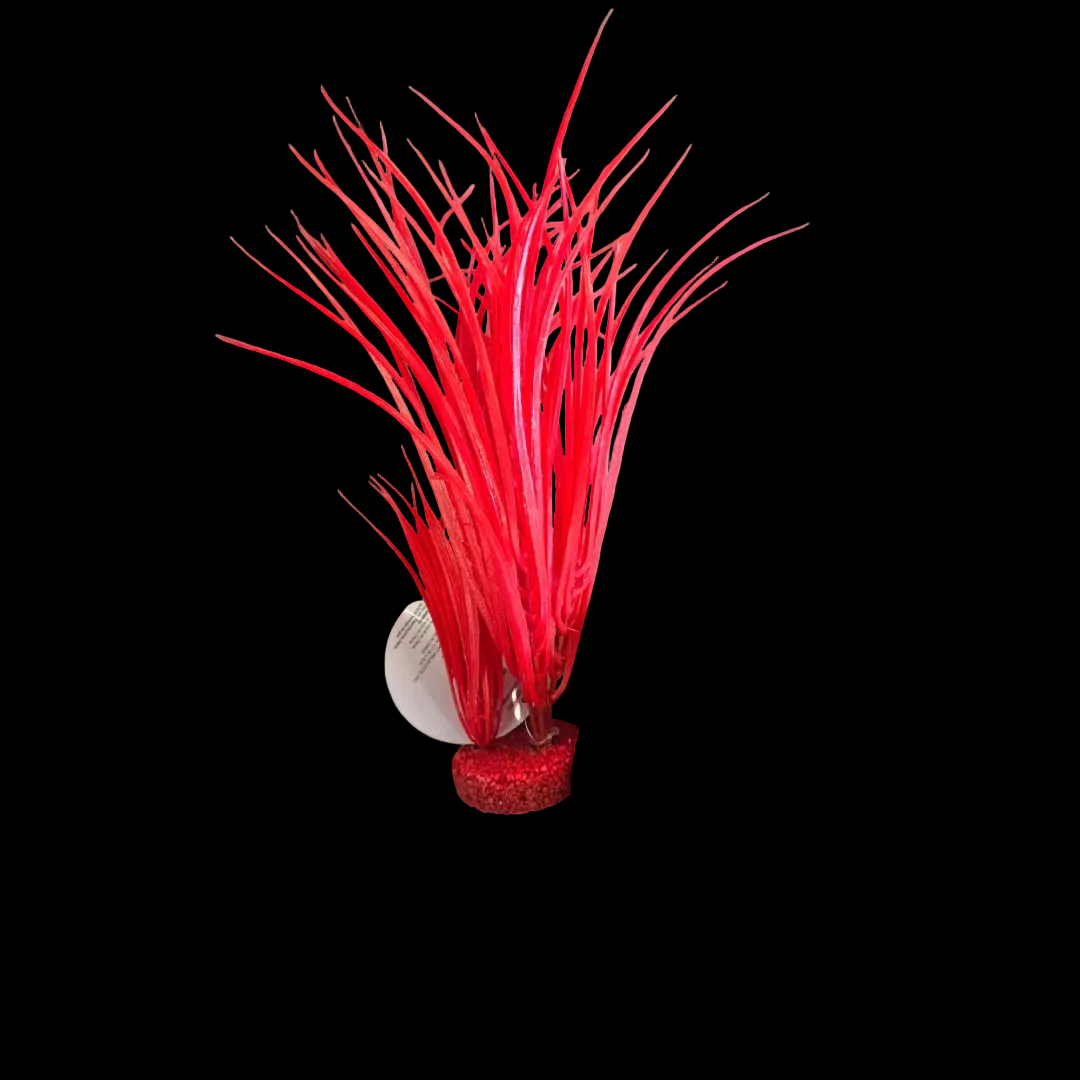 Blue Ribbon Neon Red Color Burst Plant Ocean Grass