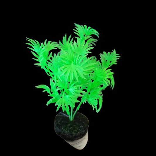 Blue Ribbon Dragon Leaf Plant