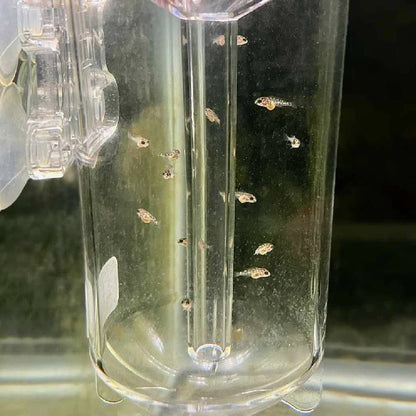 Ziss Egg Tumbler