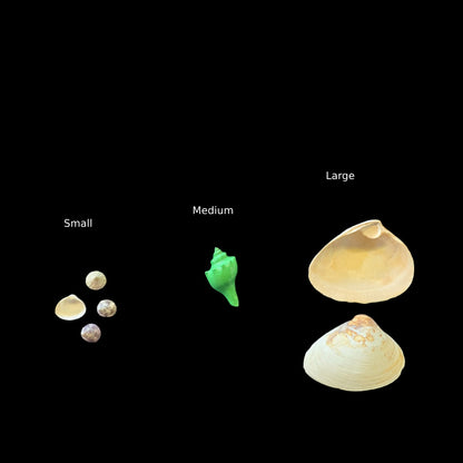 Reall Shell Real Shells – Tropical Showcase