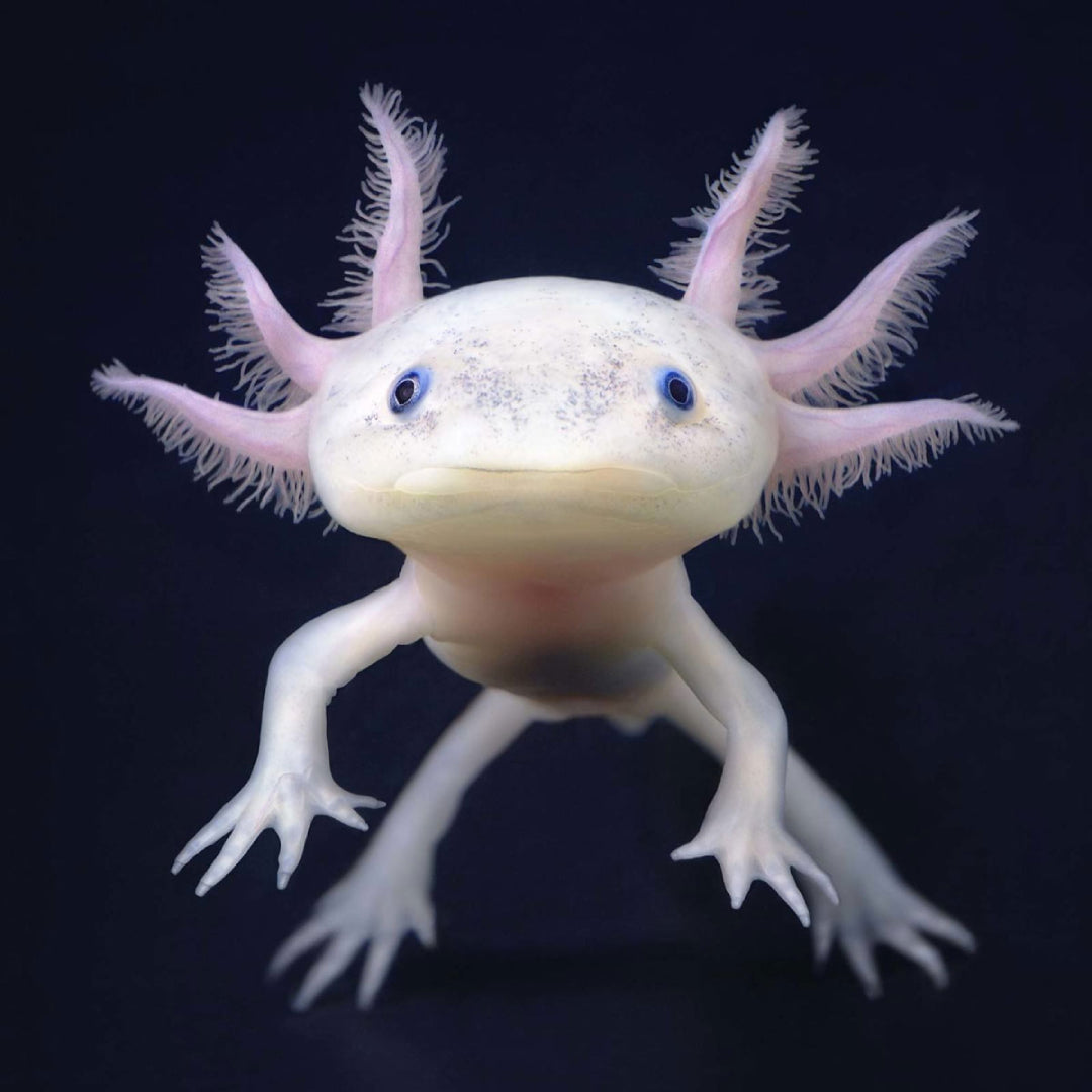 Amphibian - Axolotl Fancy