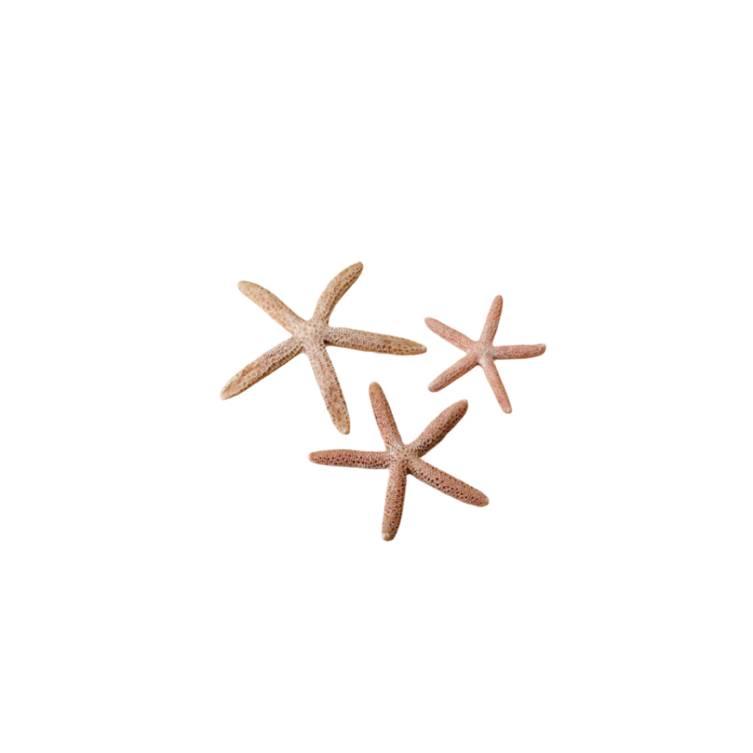 Oase Starfish