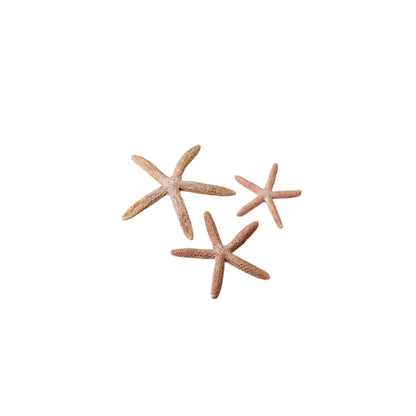 Oase Starfish