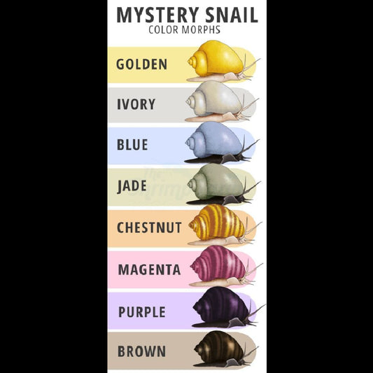 Snail - Mystery