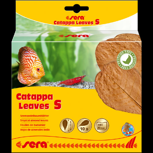 Sera Catappa Leaf