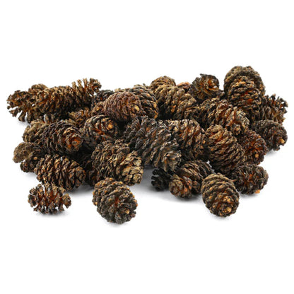 Sera Alder Cones