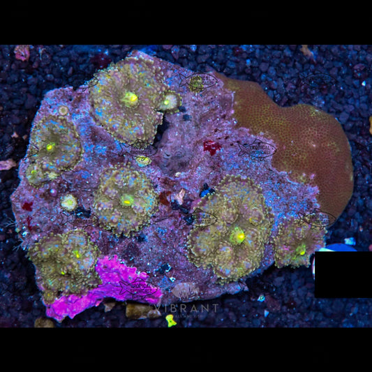 Soft Mushroom (Indo) 200