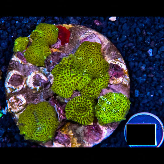 Soft Mushroom (Indo) 160