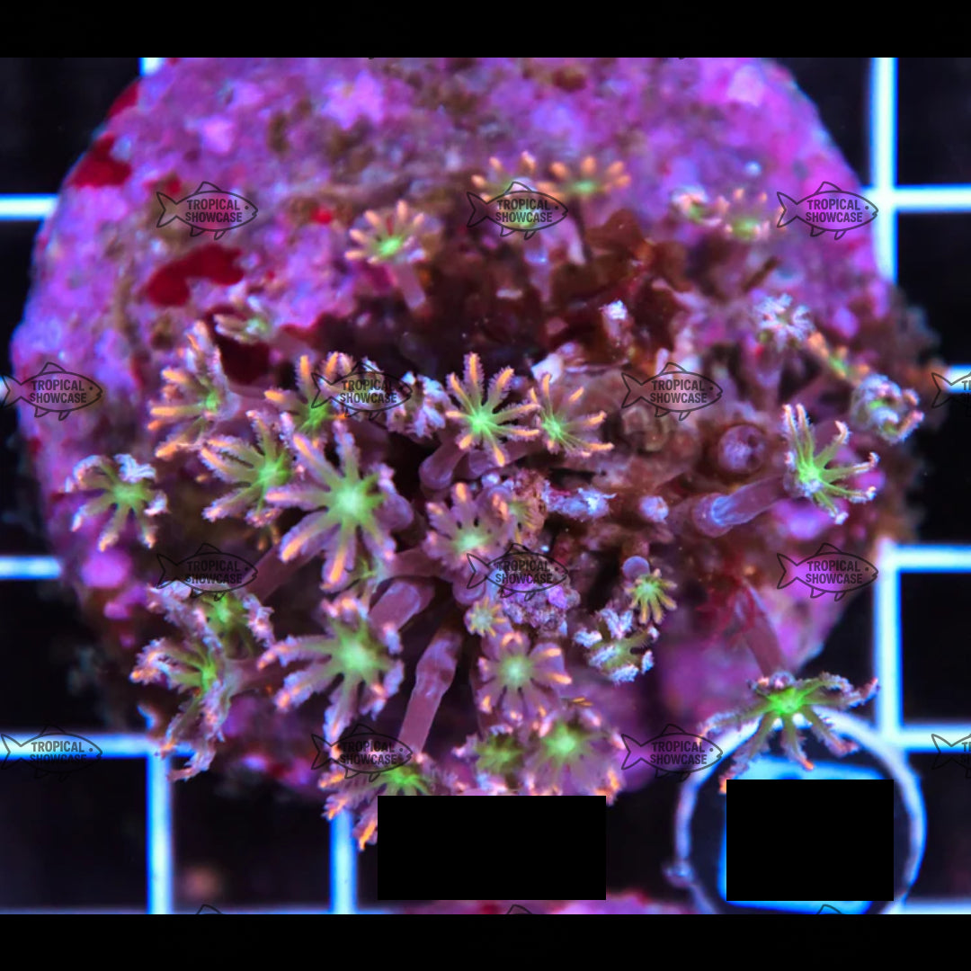 Soft Clove Polyp (Indo) 100