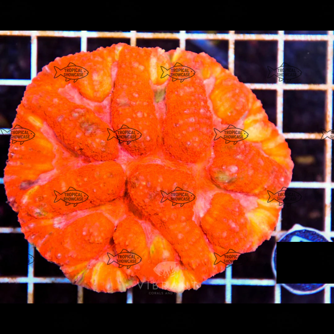 LPS Symphyllia (Indo) 200