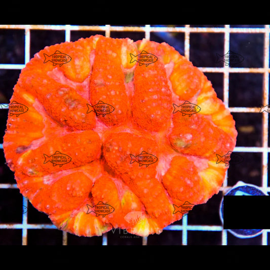 LPS Symphyllia (Indo) 200