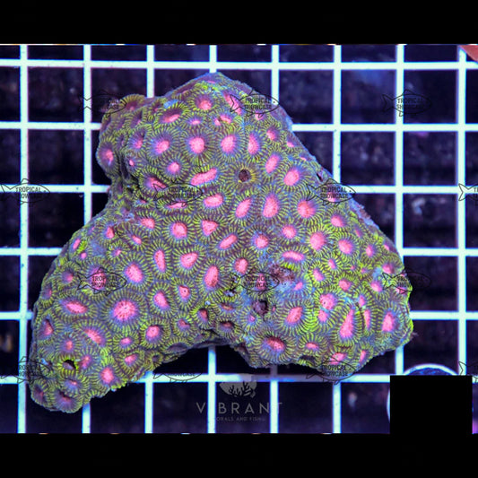 LPS Favia (Indo) 190