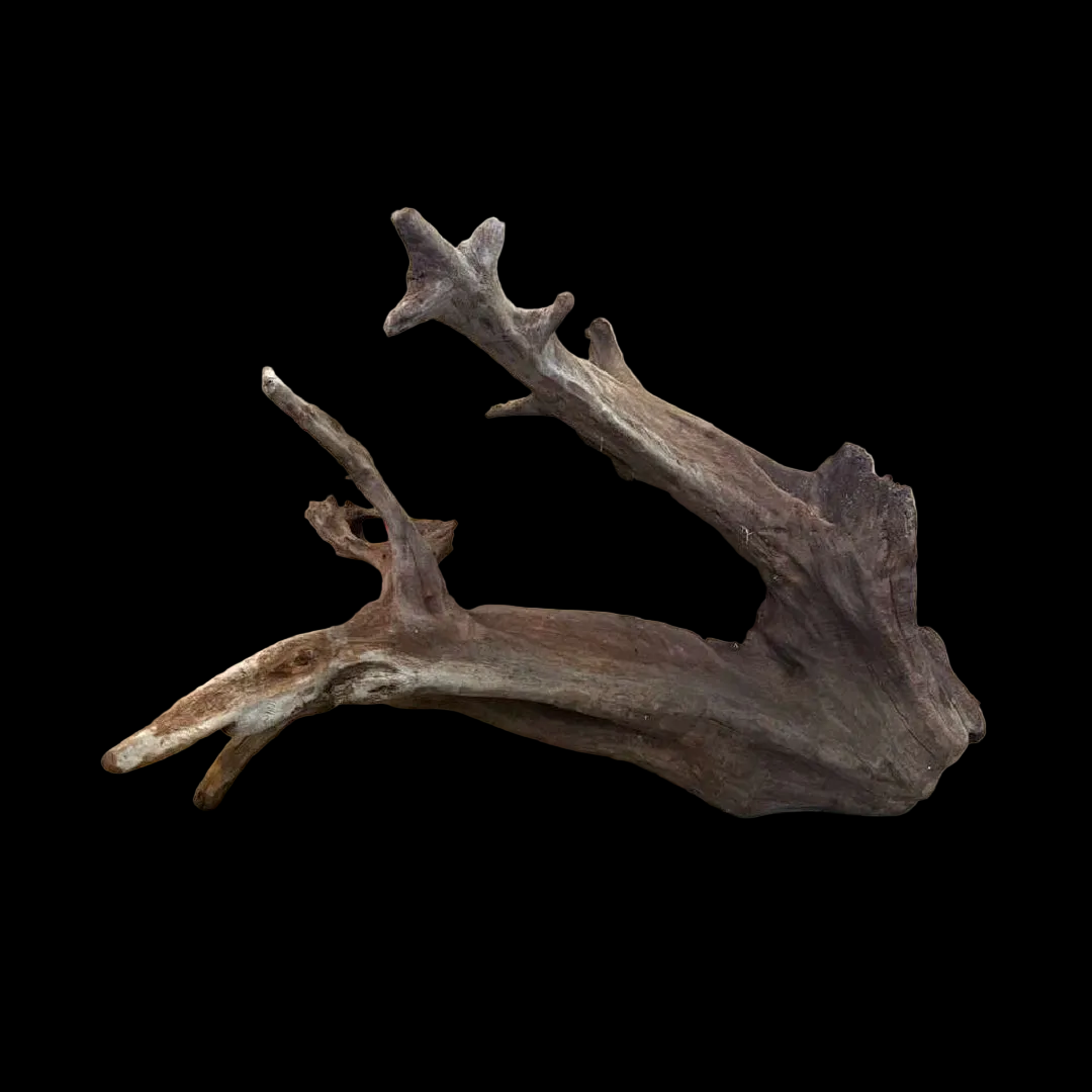 CR Ancient Red Cedar