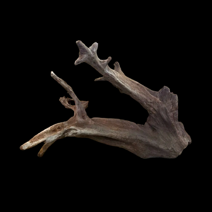 CR Ancient Red Cedar