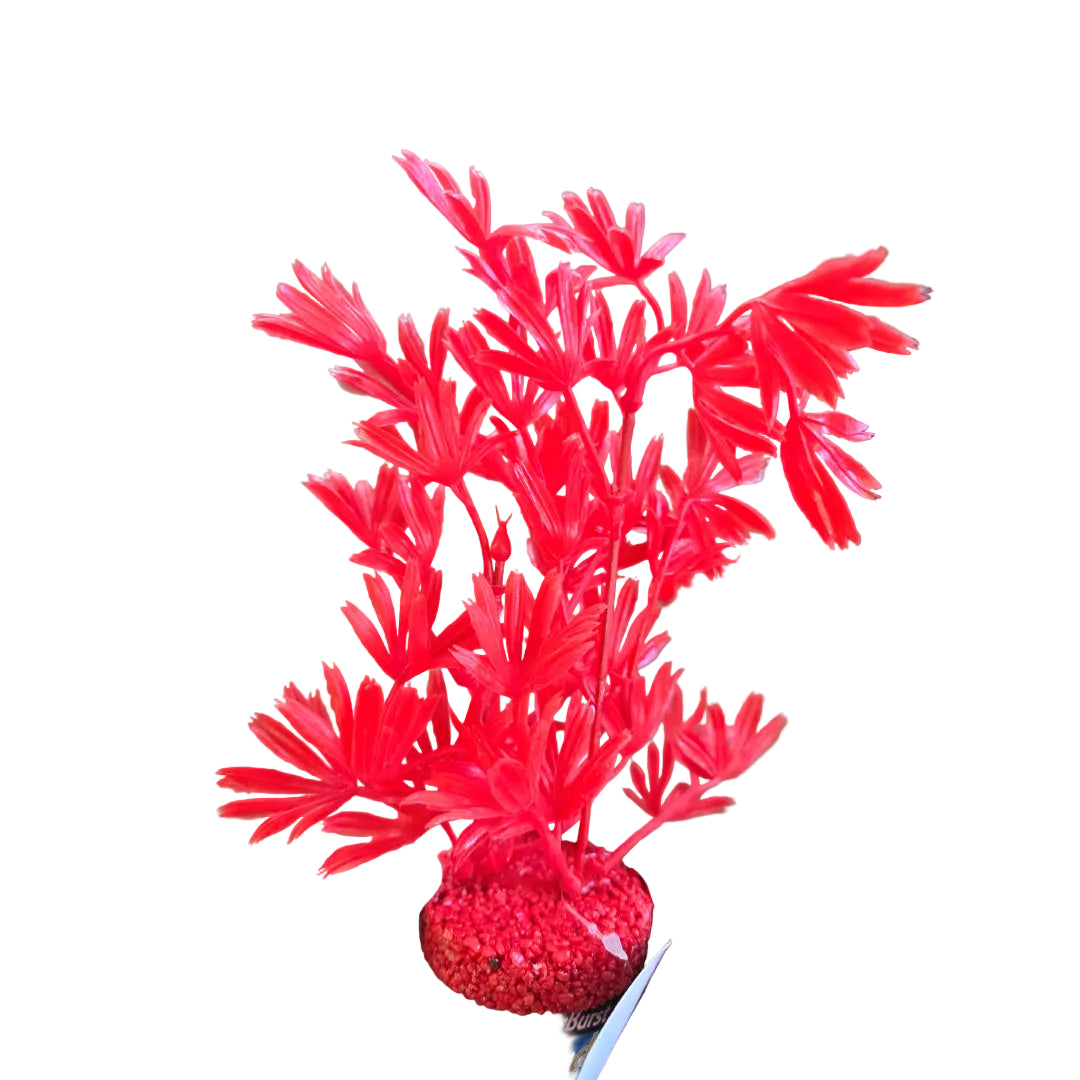 Blue Ribbon Color Burst Florals Palm Plant