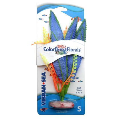 Blue Ribbon Colorburst Florals Crispus Plant