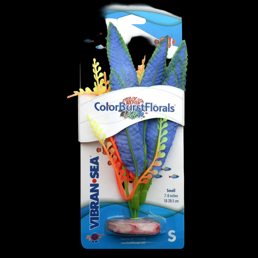 Blue Ribbon Colorburst Florals Crispus Plant