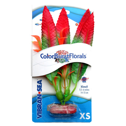 Blue Ribbon Colorburst Florals Crispus Plant
