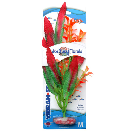 Blue Ribbon Colorburst Florals Crispus Plant
