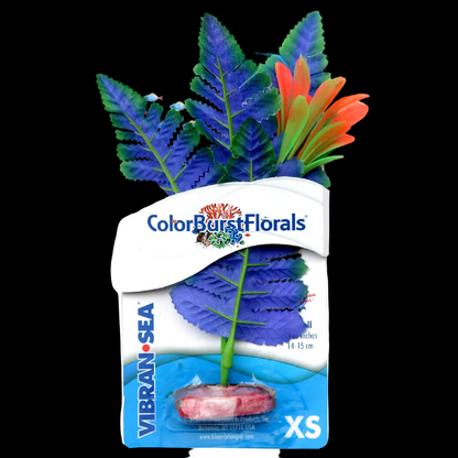 Blue Ribbon ColorBurst Florals Butterfly Sword Plant