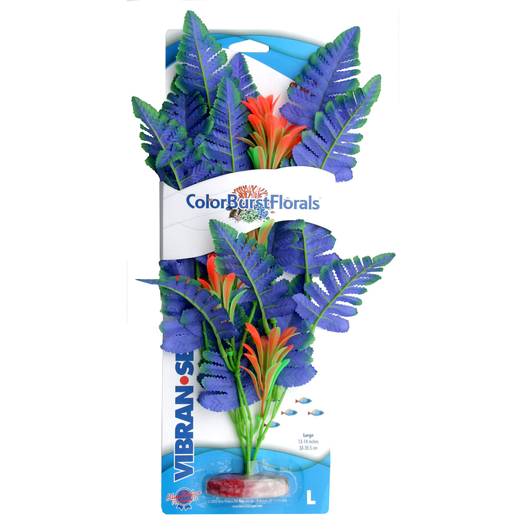 Blue Ribbon ColorBurst Florals Butterfly Sword Plant