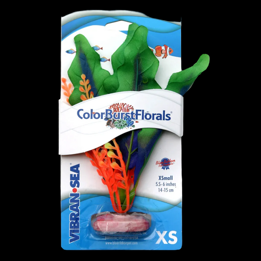 Blue Ribbon Colorburst Florals Waffle Leaf Plant