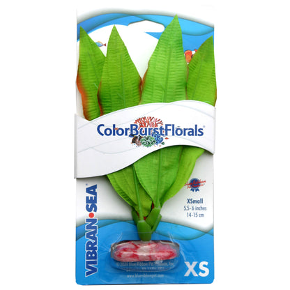 Blue Ribbon Colorburst Florals Amazon Sword Plant