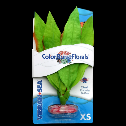Blue Ribbon Colorburst Florals Amazon Sword Plant