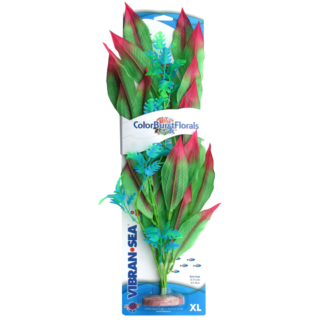 Blue Ribbon Colorburst Florals Amazon Sword Plant