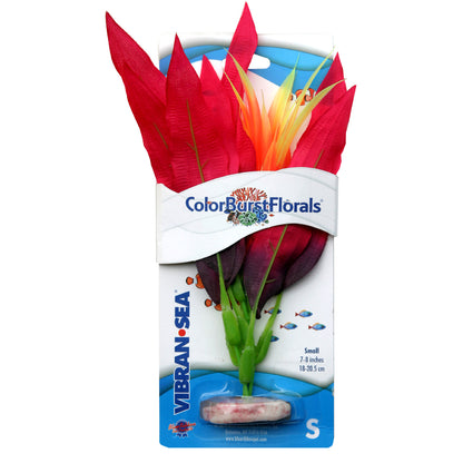 Blue Ribbon Colorburst Florals Amazon Sword Plant