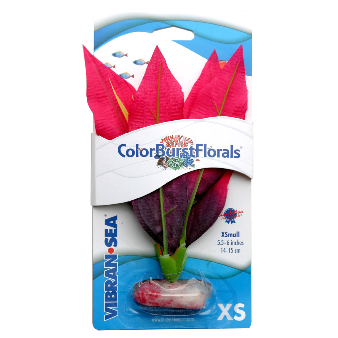 Blue Ribbon Colorburst Florals Amazon Sword Plant