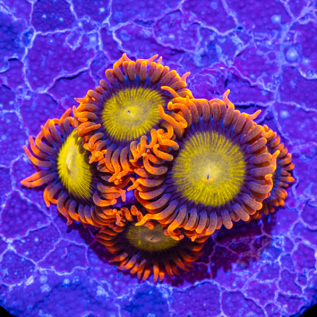 Coral - Soft - Zoa Mandarin