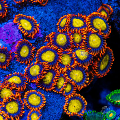 Coral - Soft - Zoa Mandarin