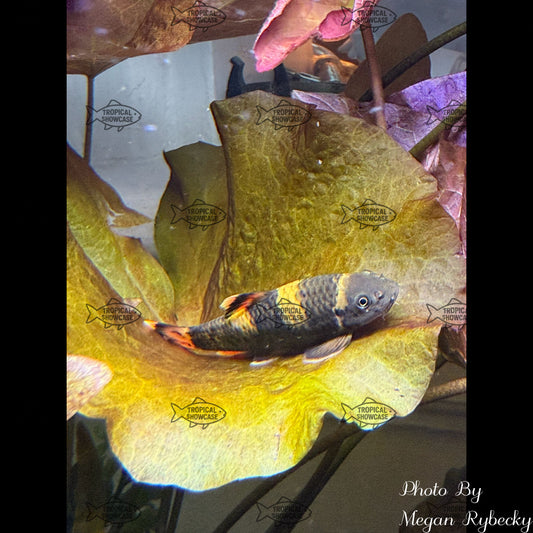 Miscellaneous - Panda Garra