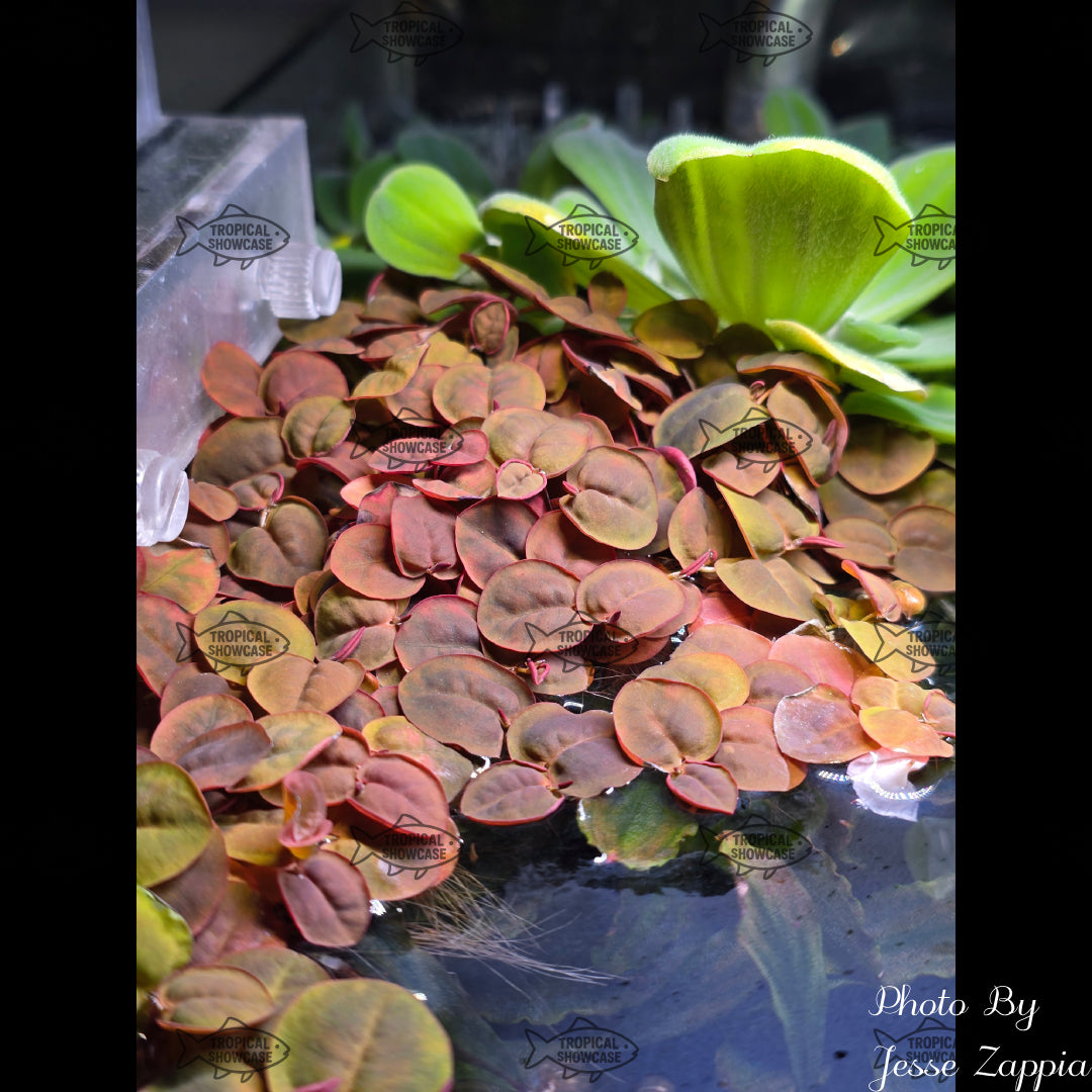 Rooted - Red Root Floater