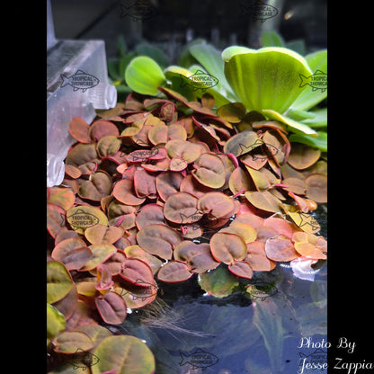 Rooted - Red Root Floater