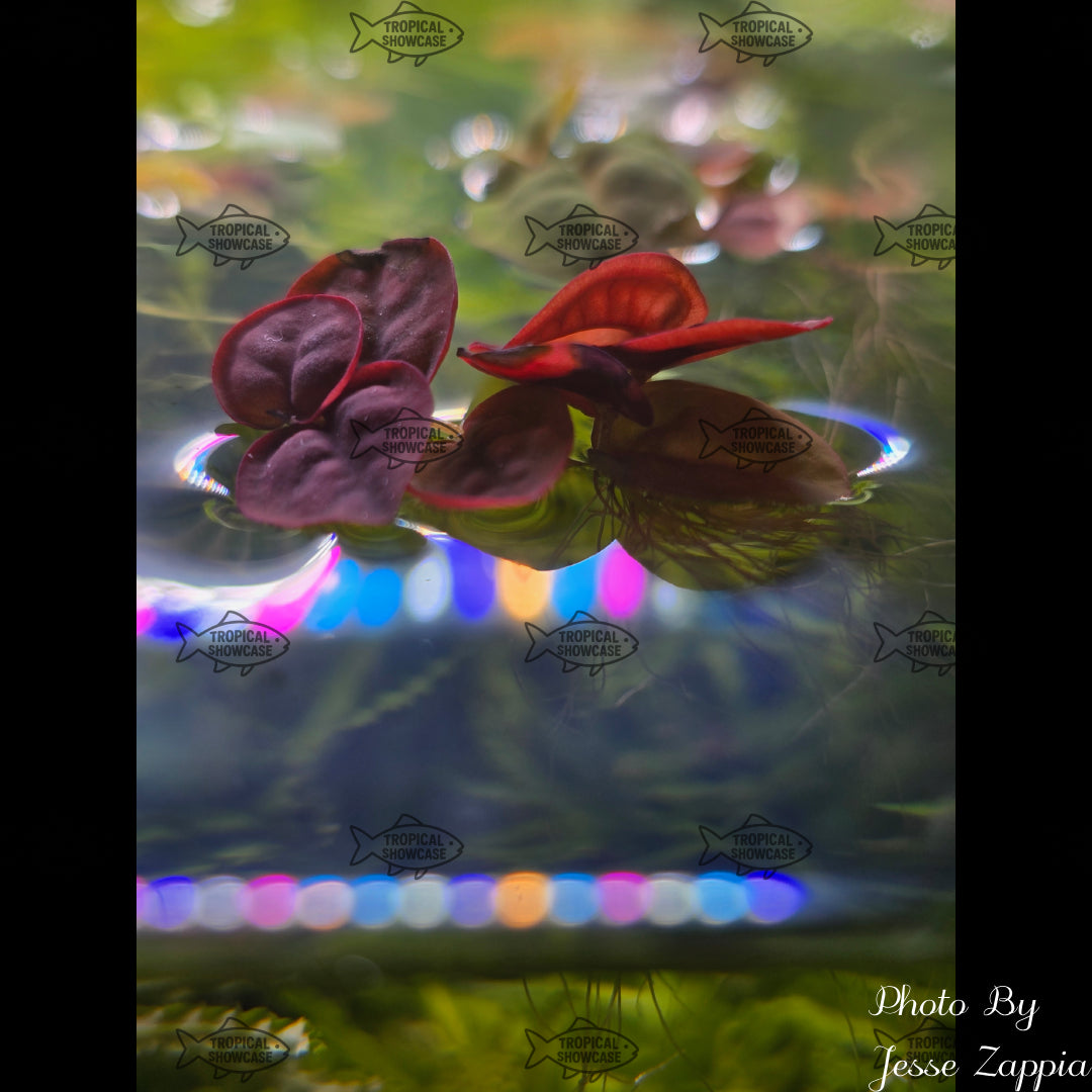 Rooted - Red Root Floater