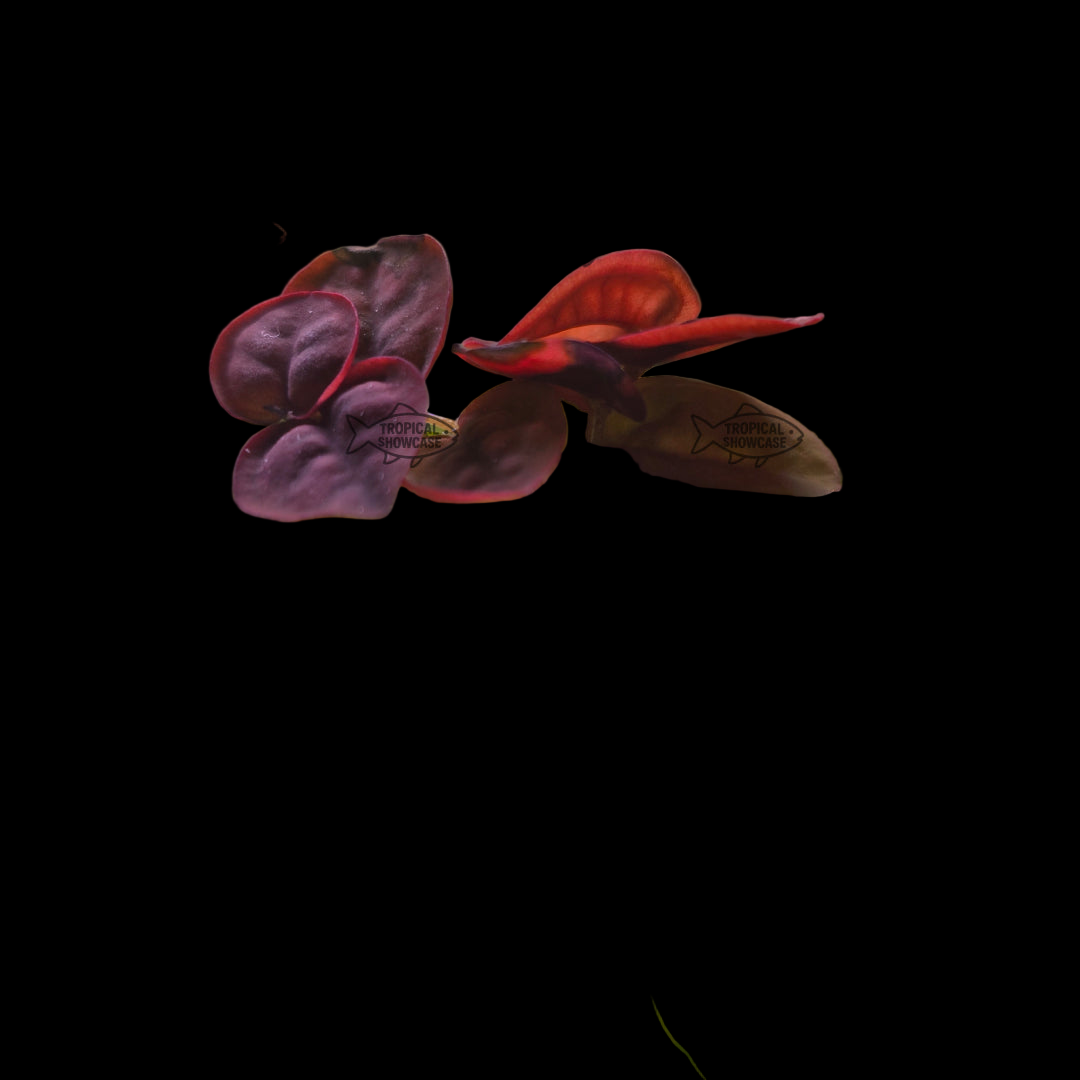 Rooted - Red Root Floater – Tropical Showcase