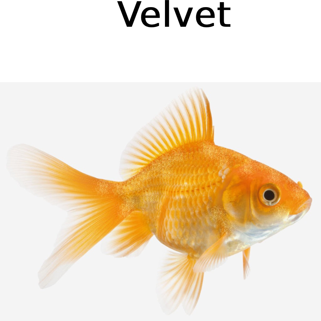 Seachem Cupramine Copper Medication