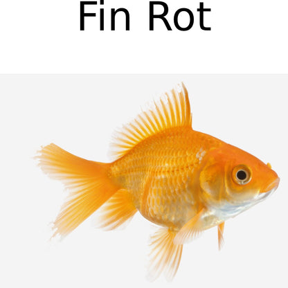 Seachem ParaGuard Medication