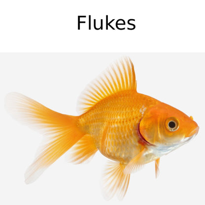 Seachem ParaGuard Medication